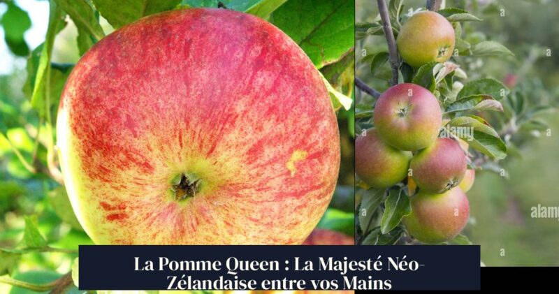 La Pomme Queen : La Majesté Néo-Zélandaise entre vos Mains