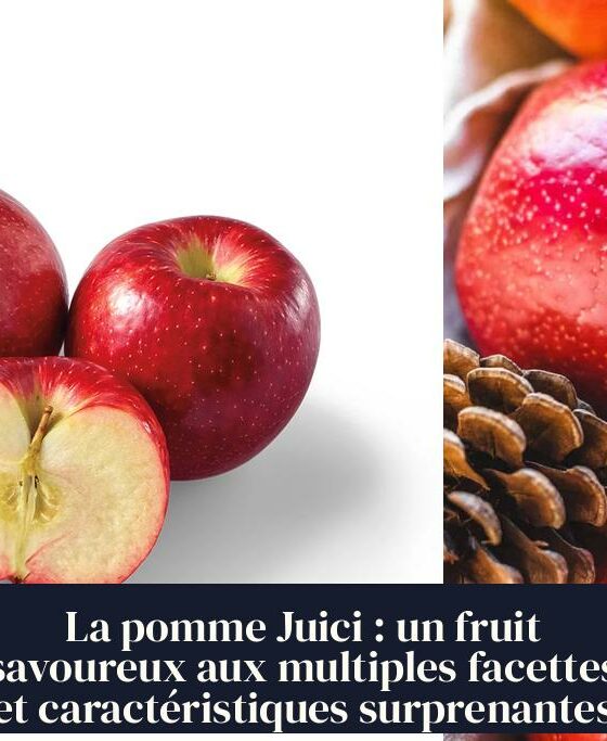 La pomme Juici : un fruit savoureux aux multiples facettes et caractéristiques surprenantes