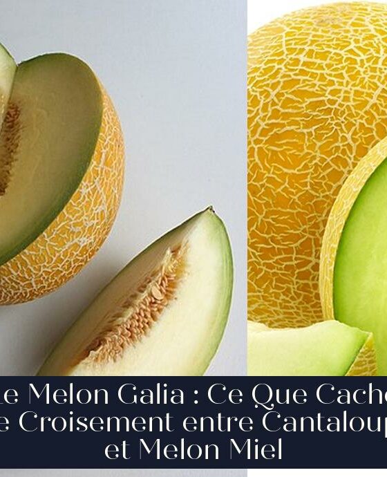Le Melon Galia : Ce Que Cache le Croisement entre Cantaloup et Melon Miel