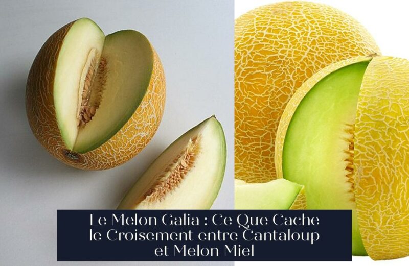 Le Melon Galia : Ce Que Cache le Croisement entre Cantaloup et Melon Miel
