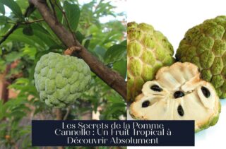 Les Secrets de la Pomme Cannelle : Un Fruit Tropical à Découvrir Absolument