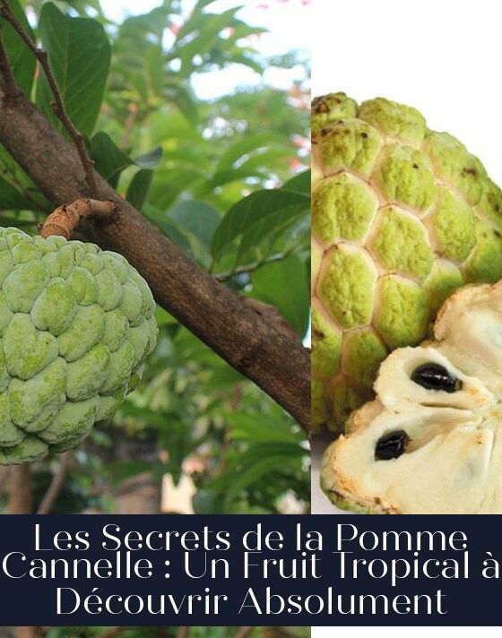 Les Secrets de la Pomme Cannelle : Un Fruit Tropical à Découvrir Absolument