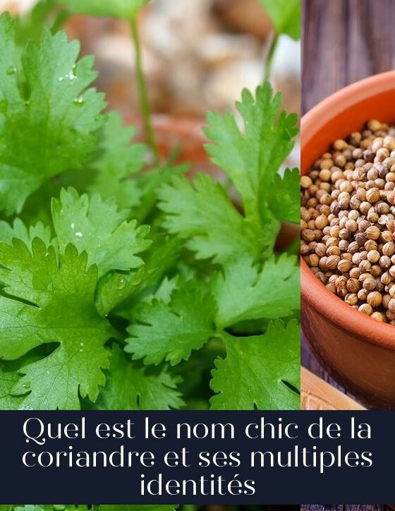 Quel est le nom chic de la coriandre et ses multiples identités