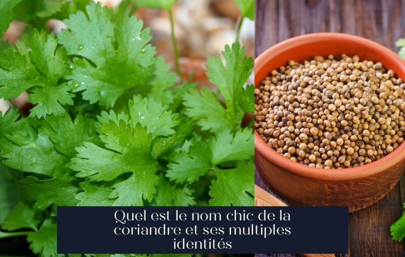 Quel est le nom chic de la coriandre et ses multiples identités