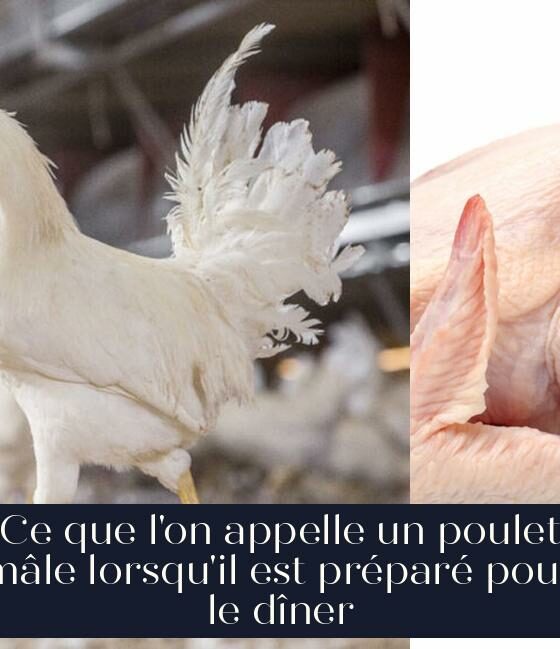 Ce que l'on appelle un poulet mâle lorsqu'il est préparé pour le dîner