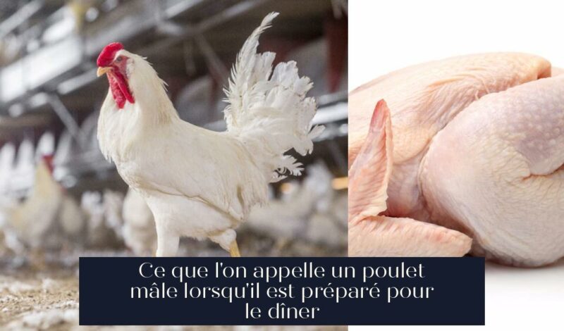 Ce que l'on appelle un poulet mâle lorsqu'il est préparé pour le dîner