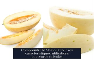 Comprendre le Melon Blanc : ses caractéristiques, utilisations et accords vinicoles