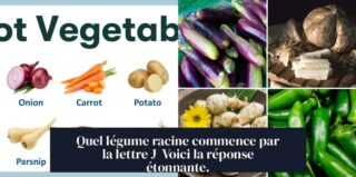 Quel légume racine commence par la lettre J Voici la réponse étonnante.