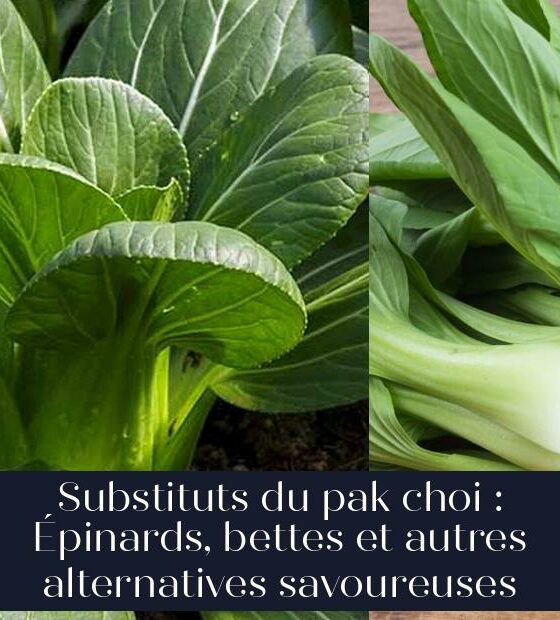 Substituts du pak choi : Épinards, bettes et autres alternatives savoureuses