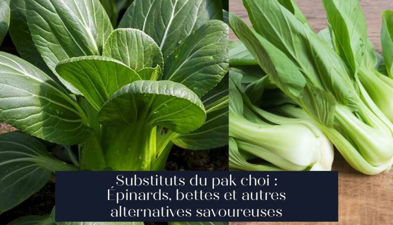 Substituts du pak choi : Épinards, bettes et autres alternatives savoureuses
