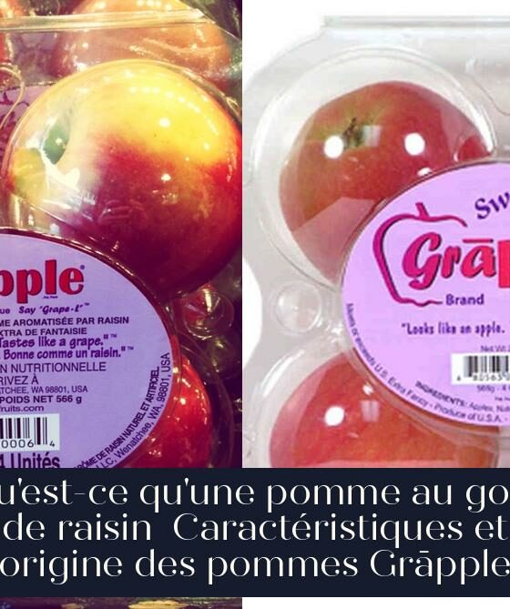 Qu'est-ce qu'une pomme au goût de raisin Caractéristiques et origine des pommes Grāpple