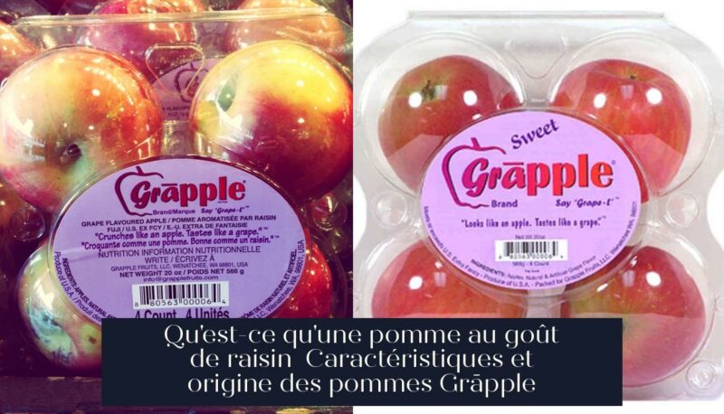 Qu'est-ce qu'une pomme au goût de raisin Caractéristiques et origine des pommes Grāpple