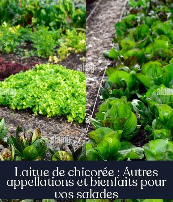 Laitue de chicorée : Autres appellations et bienfaits pour vos salades