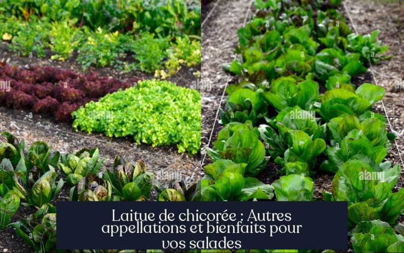 Laitue de chicorée : Autres appellations et bienfaits pour vos salades