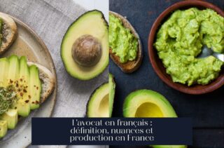 L'avocat en français : définition, nuances et production en France
