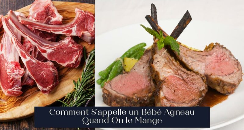 Comment S'appelle un Bébé Agneau Quand On le Mange