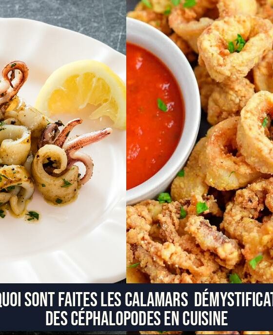 De quoi sont faites les calamars Démystification des céphalopodes en cuisine