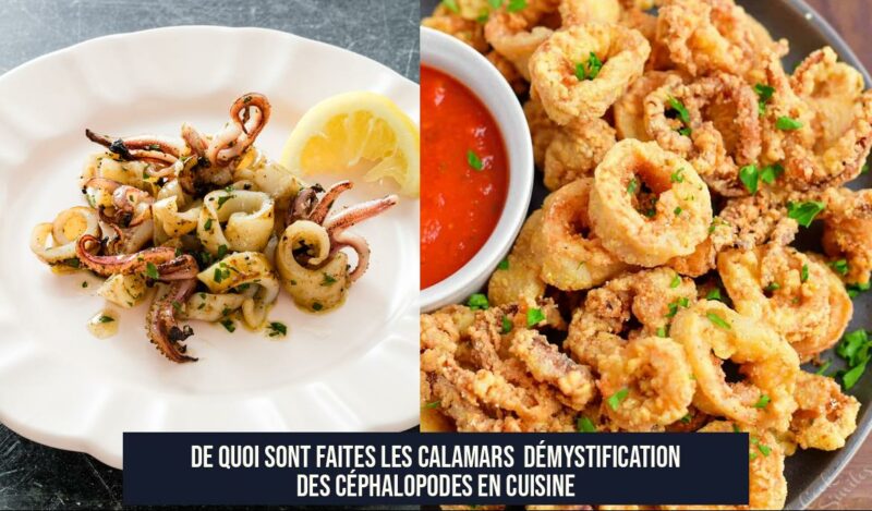 De quoi sont faites les calamars Démystification des céphalopodes en cuisine