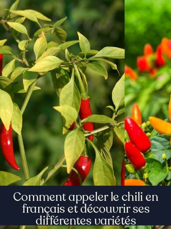 Comment appeler le chili en français et découvrir ses différentes variétés