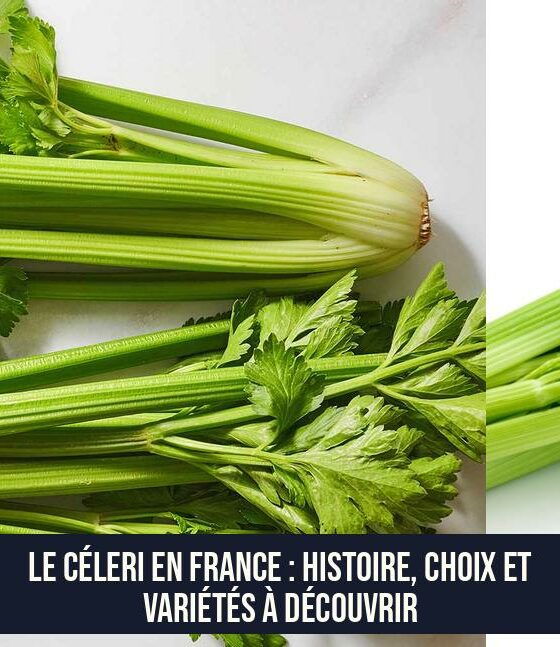 Le céleri en France : histoire, choix et variétés à découvrir