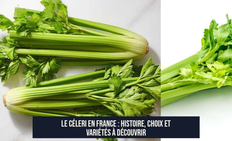 Le céleri en France : histoire, choix et variétés à découvrir