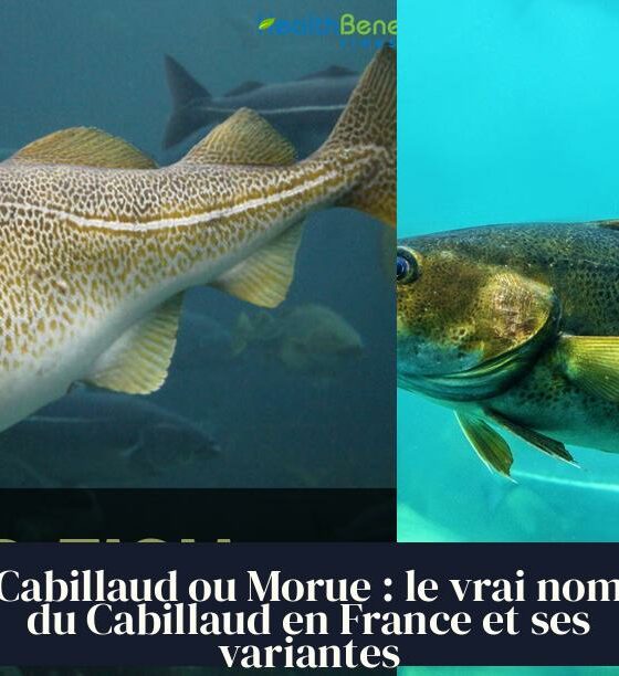 Cabillaud ou Morue : le vrai nom du Cabillaud en France et ses variantes