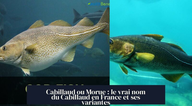 Cabillaud ou Morue : le vrai nom du Cabillaud en France et ses variantes