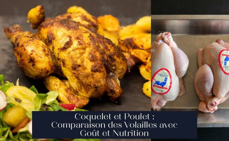 Coquelet et Poulet : Comparaison des Volailles avec Goût et Nutrition
