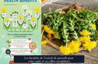 Les bienfaits de l'extrait de pissenlit pour votre santé et ses effets secondaires