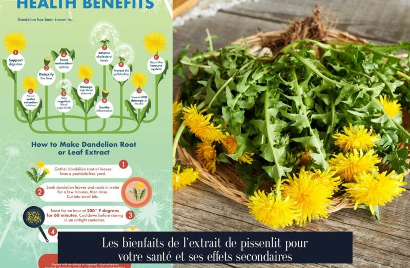 Les bienfaits de l'extrait de pissenlit pour votre santé et ses effets secondaires