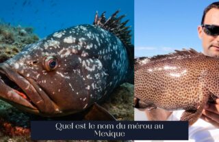 Quel est le nom du mérou au Mexique