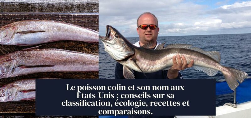 Le poisson colin et son nom aux États-Unis : conseils sur sa classification, écologie, recettes et comparaisons.