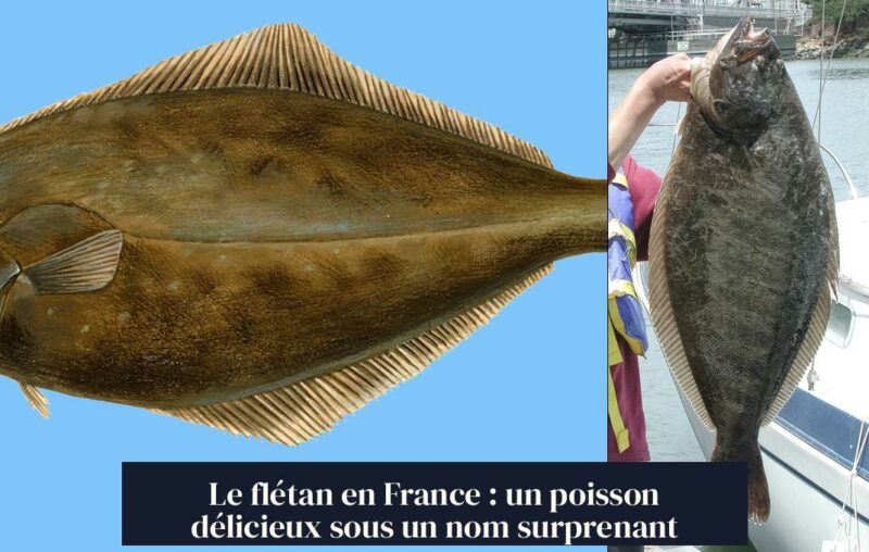 Le flétan en France : un poisson délicieux sous un nom surprenant