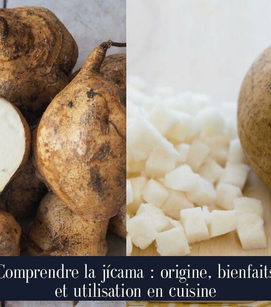 Comprendre la jícama : origine, bienfaits et utilisation en cuisine