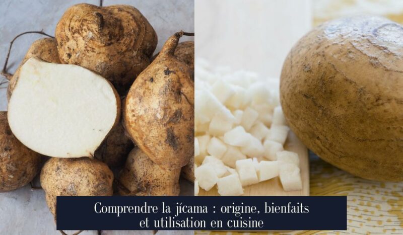 Comprendre la jícama : origine, bienfaits et utilisation en cuisine