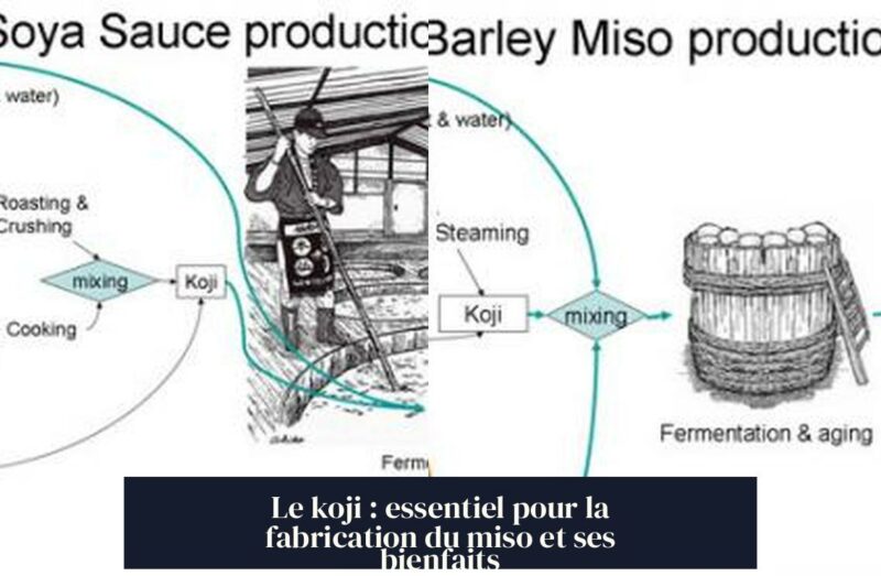 Le koji : essentiel pour la fabrication du miso et ses bienfaits