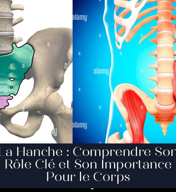 La Hanche : Comprendre Son Rôle Clé et Son Importance Pour le Corps