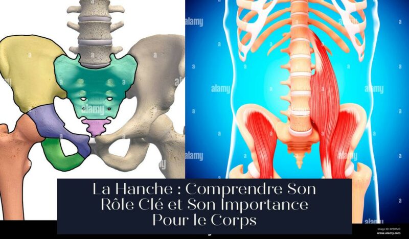 La Hanche : Comprendre Son Rôle Clé et Son Importance Pour le Corps