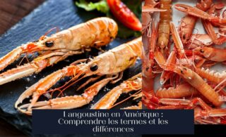 Langoustine en Amérique : Comprendre les termes et les différences