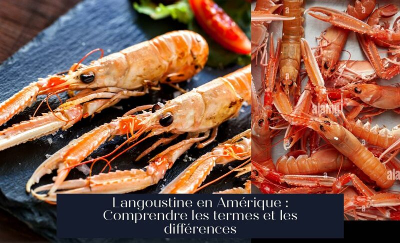Langoustine en Amérique : Comprendre les termes et les différences
