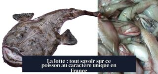 La lotte : tout savoir sur ce poisson au caractère unique en France