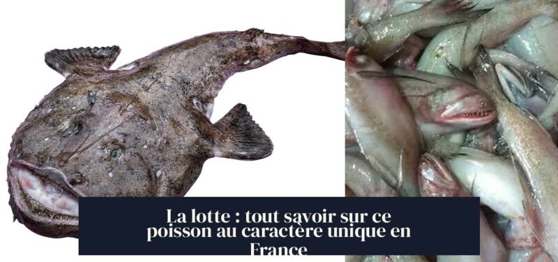 La lotte : tout savoir sur ce poisson au caractère unique en France