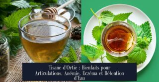 Tisane d'Ortie : Bienfaits pour Articulations, Anémie, Eczéma et Rétention d'Eau
