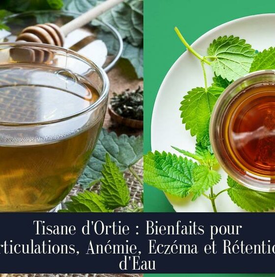 Tisane d'Ortie : Bienfaits pour Articulations, Anémie, Eczéma et Rétention d'Eau