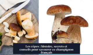 Les cèpes : histoire, secrets et conseils pour savourer ce champignon français