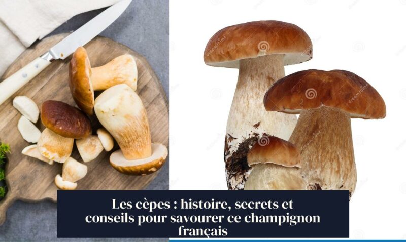 Les cèpes : histoire, secrets et conseils pour savourer ce champignon français