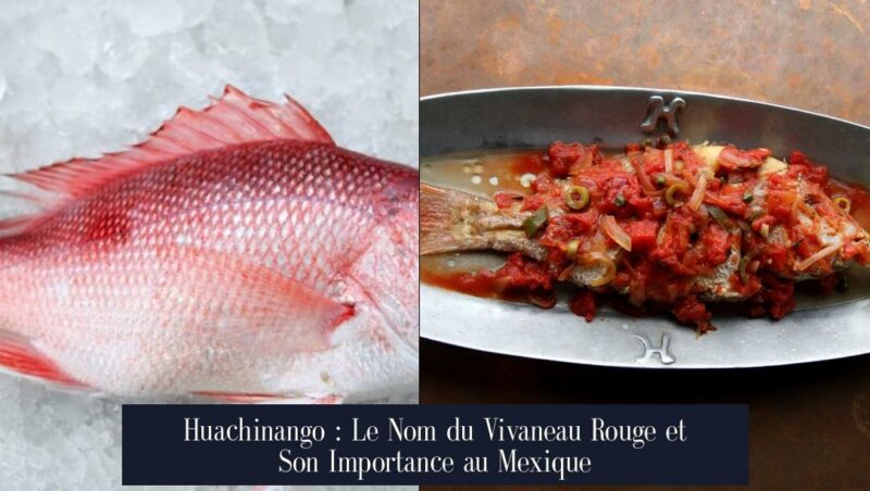 Huachinango : Le Nom du Vivaneau Rouge et Son Importance au Mexique