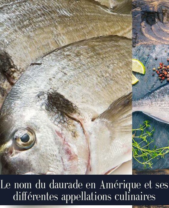 Le nom du daurade en Amérique et ses différentes appellations culinaires