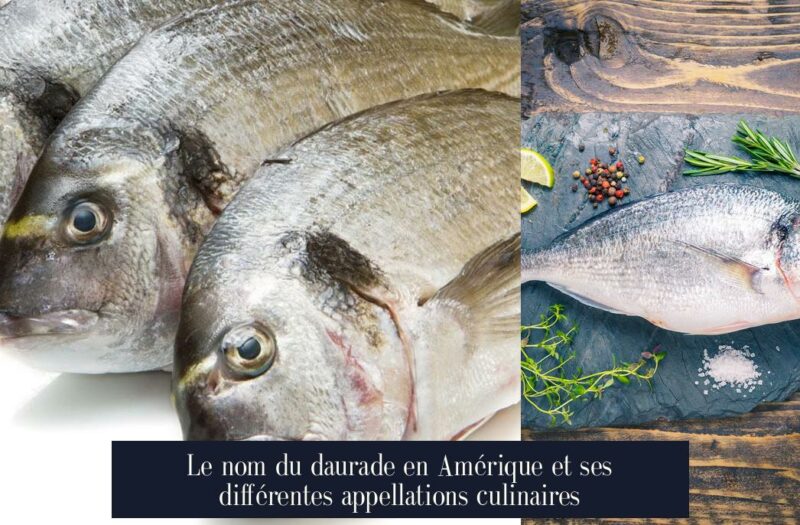 Le nom du daurade en Amérique et ses différentes appellations culinaires