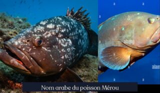 Nom arabe du poisson Mérou